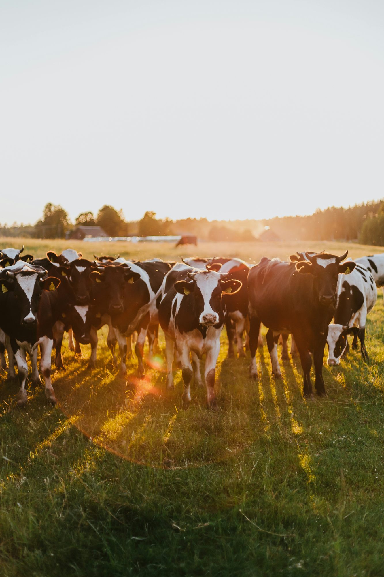 Dairy herd grazing on pasture at sunset